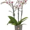 Vlinderorchidee 3 Tak (Phalaenopsis Multiflora 'Red Lips') D 12 H 50 Cm 1 Vlinderorchidee 3 Tak (Phalaenopsis Multiflora 'Red Lips') D 12 H 50 Cm -Groene Bloom Winkel 8720196775583