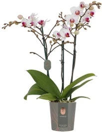 Vlinderorchidee 3 Tak (Phalaenopsis Multiflora 'Red Lips') D 12 H 50 Cm