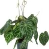Aderplant (Anthurium Crystallinum) D 27 H 90 Cm 1 Aderplant (Anthurium Crystallinum) D 27 H 90 Cm -Groene Bloom Winkel 8720196776283