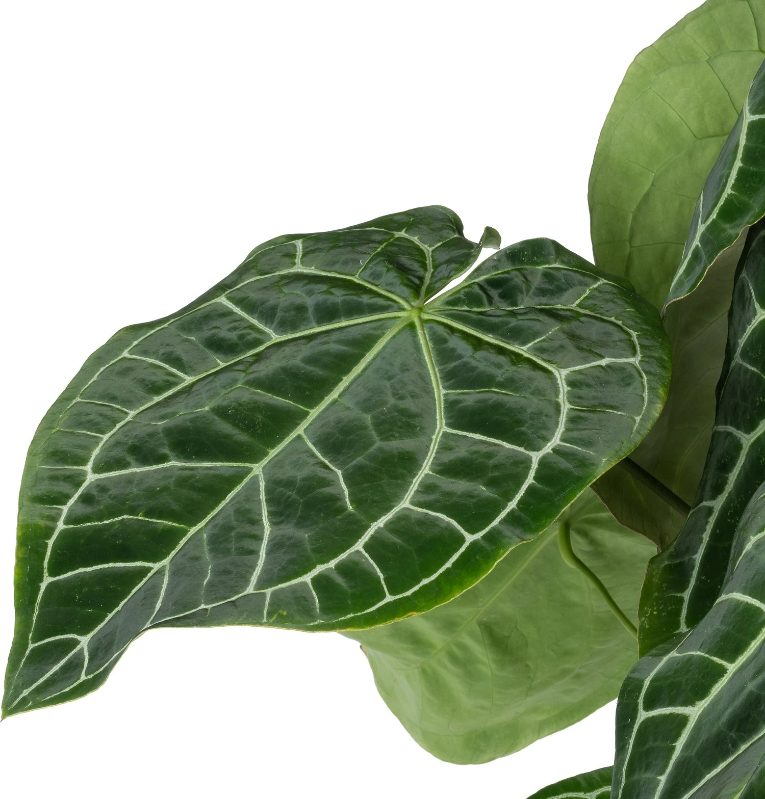 Aderplant (Anthurium Crystallinum) D 27 H 90 Cm 4 Aderplant (Anthurium Crystallinum) D 27 H 90 Cm - Afbeelding 2