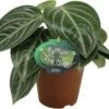 Peperomia (Peperomia Sarcophylla) D 15 H 25 Cm 2 Peperomia (Peperomia Sarcophylla) D 15 H 25 Cm -Groene Bloom Winkel 8720196776306