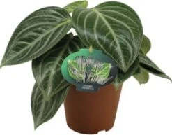 Peperomia (Peperomia Sarcophylla) D 15 H 25 Cm