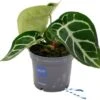 Aderplant (Anthurium Crystallinum) D 12 H 20 Cm 1 Aderplant (Anthurium Crystallinum) D 12 H 20 Cm -Groene Bloom Winkel 8720196776818