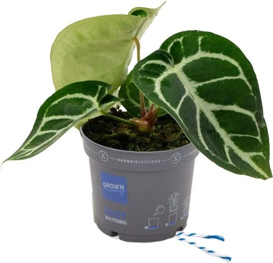 Aderplant (Anthurium Crystallinum) D 12 H 20 Cm 3 Aderplant (Anthurium Crystallinum) D 12 H 20 Cm