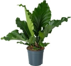 Langbladige Flamingoplant (Anthurium Plowmanii 'Birdnest') D 27 H 80 Cm