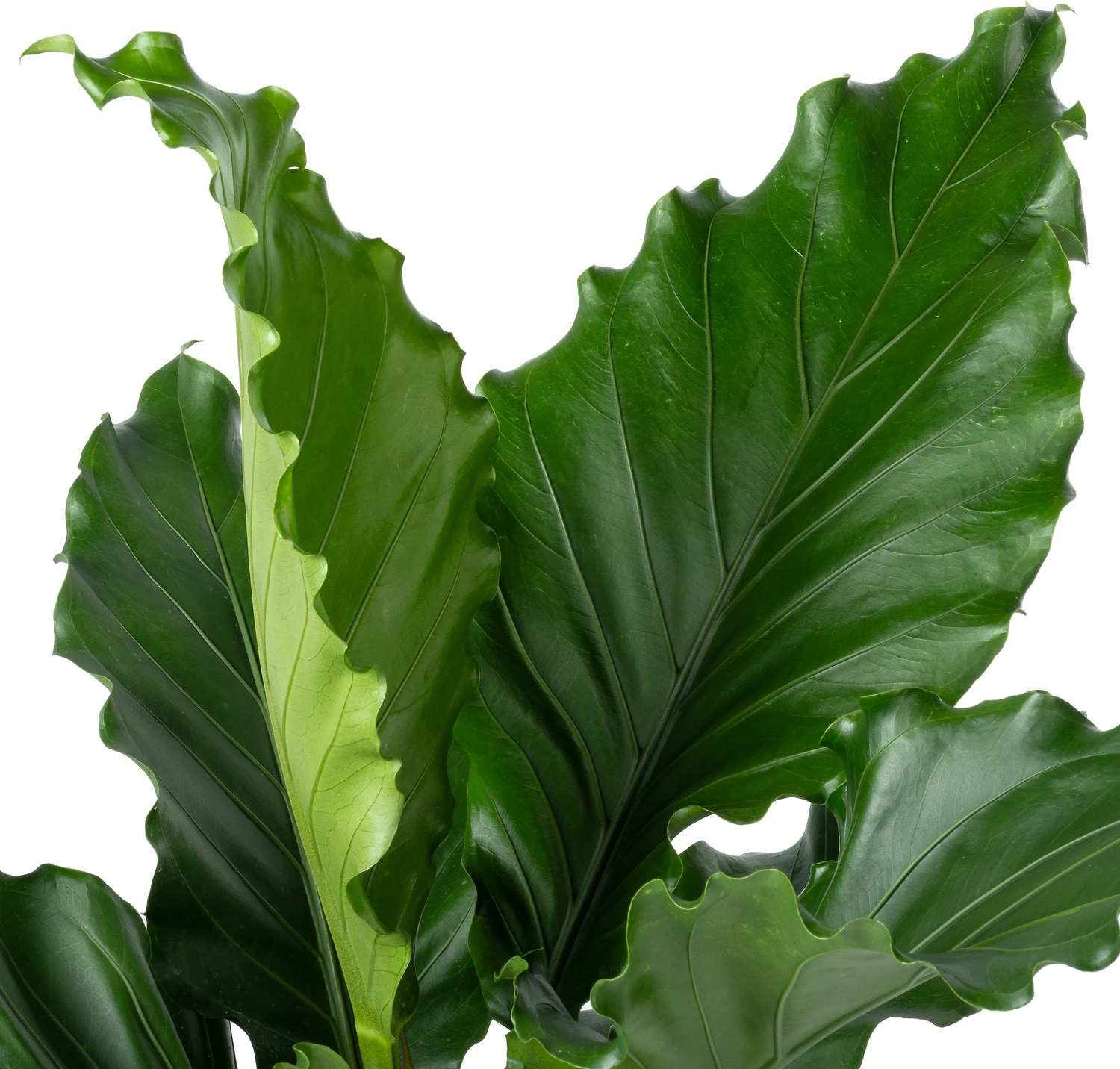 Langbladige Flamingoplant (Anthurium Plowmanii 'Birdnest') D 27 H 80 Cm 4 Langbladige Flamingoplant (Anthurium Plowmanii 'Birdnest') D 27 H 80 Cm - Afbeelding 2