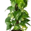 Drakenklimop Op Duurzame Klimstok (Epipremnum Pinnatum 'Aureum') D 14 H 50 Cm 2 Drakenklimop Op Duurzame Klimstok (Epipremnum Pinnatum 'Aureum') D 14 H 50 Cm -Groene Bloom Winkel 8720196778614