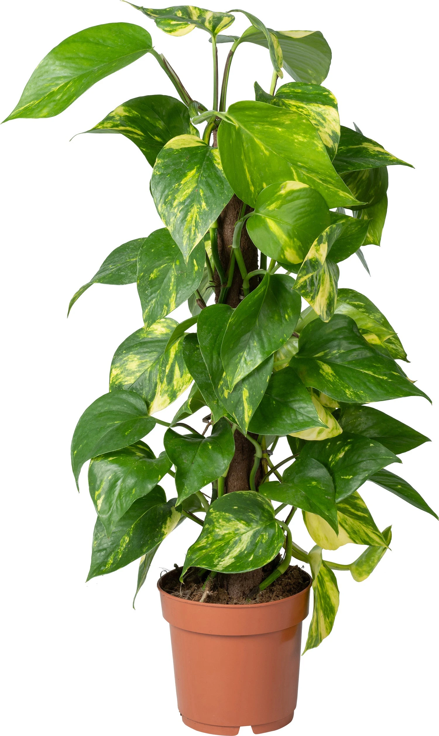 Drakenklimop Op Duurzame Klimstok (Epipremnum Pinnatum 'Aureum') D 14 H 50 Cm 3 Drakenklimop Op Duurzame Klimstok (Epipremnum Pinnatum 'Aureum') D 14 H 50 Cm