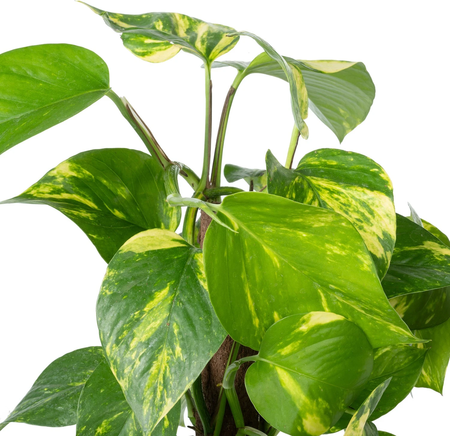 Drakenklimop Op Duurzame Klimstok (Epipremnum Pinnatum 'Aureum') D 14 H 50 Cm 4 Drakenklimop Op Duurzame Klimstok (Epipremnum Pinnatum 'Aureum') D 14 H 50 Cm - Afbeelding 2