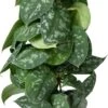 Scindapsus Op Duurzame Klimstok (Scindapsus Pictus 'Trebie') D 14 H 50 Cm -Groene Bloom Winkel 8720196778645