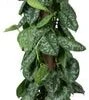 Scindapsus Op Duurzame Klimstok (Scindapsus Pictus 'Trebie') D 19 H 80 Cm -Groene Bloom Winkel 8720196778669