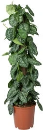 Scindapsus Op Duurzame Klimstok (Scindapsus Pictus 'Trebie') D 19 H 80 Cm