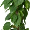 Philodendron Op Duurzame Klimstok (Philodendron Scandens) D 19 H 80 Cm 1 Philodendron Op Duurzame Klimstok (Philodendron Scandens) D 19 H 80 Cm -Groene Bloom Winkel 8720196779413