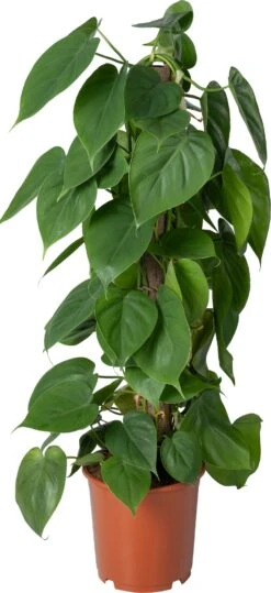 Philodendron Op Duurzame Klimstok (Philodendron Scandens) D 19 H 80 Cm