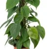 Philodendron Op Duurzame Klimstok (Philodendron Scandens) D 14 H 50 Cm 2 Philodendron Op Duurzame Klimstok (Philodendron Scandens) D 14 H 50 Cm -Groene Bloom Winkel 8720196779420