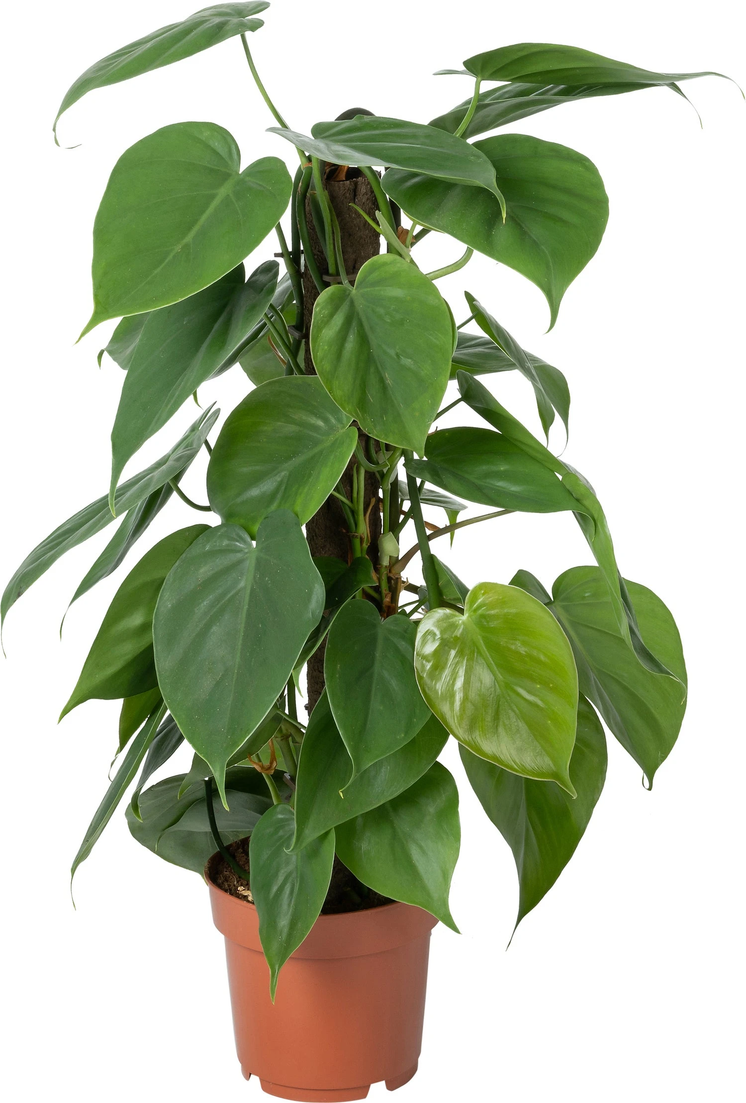Philodendron Op Duurzame Klimstok (Philodendron Scandens) D 14 H 50 Cm 3 Philodendron Op Duurzame Klimstok (Philodendron Scandens) D 14 H 50 Cm