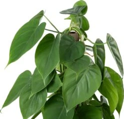 Philodendron Op Duurzame Klimstok (Philodendron Scandens) D 14 H 50 Cm 5 Philodendron Op Duurzame Klimstok (Philodendron Scandens) D 14 H 50 Cm -Groene Bloom Winkel 8720196779420 2