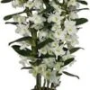 Bamboe Orchidee (Dendrobium Nobile 'Star Class Apollon') D 12 H 40 Cm 1 Bamboe Orchidee (Dendrobium Nobile 'Star Class Apollon') D 12 H 40 Cm -Groene Bloom Winkel 8720196780044