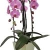 Vlinderorchidee 3 Tak (Phalaenopsis 'Pink Naomi') D 21 H 65 Cm 2 Vlinderorchidee 3 Tak (Phalaenopsis 'Pink Naomi') D 21 H 65 Cm -Groene Bloom Winkel 8720196780198