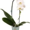 Vlinderorchidee Cascade 1 Tak (Phalaenopsis 'Tokyo') D 12 H 60 Cm 1 Vlinderorchidee Cascade 1 Tak (Phalaenopsis 'Tokyo') D 12 H 60 Cm -Groene Bloom Winkel 8720196780235
