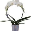 Vlinderorchidee Boog 2 Tak (Phalaenopsis 'Moon White') D 12 H 45 Cm 1 Vlinderorchidee Boog 2 Tak (Phalaenopsis 'Moon White') D 12 H 45 Cm -Groene Bloom Winkel 8720196780273