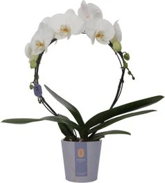 Vlinderorchidee Boog 2 Tak (Phalaenopsis 'Moon White') D 12 H 45 Cm
