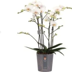 Vlinderorchidee 4 Tak (Phalaenopsis 'Marvellous White') D 17 H 70 Cm