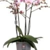 Vlinderorchidee 4 Tak (Phalaenopsis 'Marvellous Light Pink') D 17 H 70 Cm 2 Vlinderorchidee 4 Tak (Phalaenopsis 'Marvellous Light Pink') D 17 H 70 Cm -Groene Bloom Winkel 8720196780334