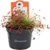 Zonnedauw (Drosera 'Paradoxa') D 9 H 15 Cm 1 Zonnedauw (Drosera 'Paradoxa') D 9 H 15 Cm -Groene Bloom Winkel 8720196782857