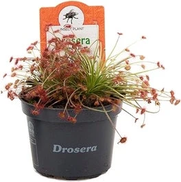 Zonnedauw (Drosera 'Paradoxa') D 9 H 15 Cm 3 Zonnedauw (Drosera 'Paradoxa') D 9 H 15 Cm