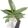 Vrouwentong (Sansevieria 'Samurai Dwarf') D 6 H 20 Cm 1 Vrouwentong (Sansevieria 'Samurai Dwarf') D 6 H 20 Cm -Groene Bloom Winkel 8720196783694