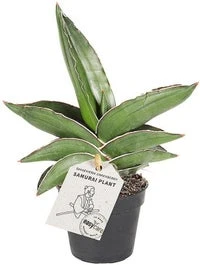 Vrouwentong (Sansevieria 'Samurai Dwarf') D 6 H 20 Cm
