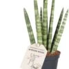 Vrouwentong (Sansevieria Cylindrica 'Rocket') D 6 H 25 Cm 1 Vrouwentong (Sansevieria Cylindrica 'Rocket') D 6 H 25 Cm -Groene Bloom Winkel 8720196783755