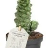 Wolfsmelk (Euphorbia Ritchiei) D 9 H 30 Cm 2 Wolfsmelk (Euphorbia Ritchiei) D 9 H 30 Cm -Groene Bloom Winkel 8720196783793