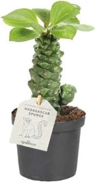 Wolfsmelk (Euphorbia Ritchiei) D 9 H 30 Cm