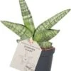 Vrouwentong (Sansevieria Cylindrica 'Boncel') D 6 H 20 Cm 1 Vrouwentong (Sansevieria Cylindrica 'Boncel') D 6 H 20 Cm -Groene Bloom Winkel 8720196783816