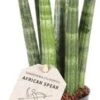 Vrouwentong (Sansevieria Cylindrica 'Straight') D 6 H 25 Cm -Groene Bloom Winkel 8720196783830
