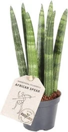 Vrouwentong (Sansevieria Cylindrica 'Straight') D 6 H 25 Cm