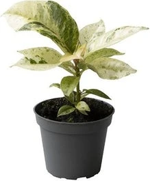 Rubberboom (Ficus Elastica 'Schrijveriana') D 6 H 15 Cm 3 Rubberboom (Ficus Elastica 'Schrijveriana') D 6 H 15 Cm