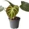 Philodendron (Philodendron Verrucosum 'Incensi') D 6 H 15 Cm -Groene Bloom Winkel 8720196784332