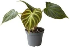 Philodendron (Philodendron Verrucosum 'Incensi') D 6 H 15 Cm