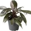 Philodendron (Philodendron 'Pink Princess Marble') D 6 H 15 Cm 1 Philodendron (Philodendron 'Pink Princess Marble') D 6 H 15 Cm -Groene Bloom Winkel 8720196784356
