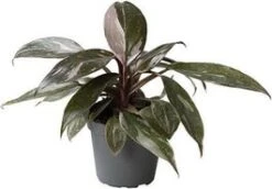 Philodendron (Philodendron 'Pink Princess Marble') D 6 H 15 Cm