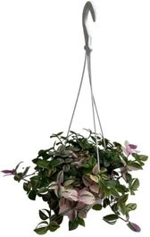 Vaderplant In Hangpot (Tradescantia Fluminensis 'Quadricolor') D 14 H 30 Cm 3 Vaderplant In Hangpot (Tradescantia Fluminensis 'Quadricolor') D 14 H 30 Cm