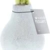 Amaryllis In Wax (Hippeastrum Waxz 'Eco Glitterz White') H 15 Cm 1 Amaryllis In Wax (Hippeastrum Waxz 'Eco Glitterz White') H 15 Cm -Groene Bloom Winkel 8720196784851 1