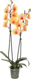 Vlinderorchidee 2 Tak (Phalaenopsis 'Royal Sunrise') D 12 H 55 Cm