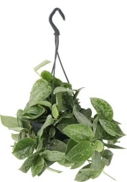 Scindapsus In Hangpot (Scindapsus Pictus) D 15 H 45 Cm 3 Scindapsus In Hangpot (Scindapsus Pictus) D 15 H 45 Cm