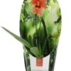 Cambria-orchidee (Cambria 'Nelly Isler') Oranje D 9 H 35 Cm 2 Cambria-orchidee (Cambria 'Nelly Isler') Oranje D 9 H 35 Cm -Groene Bloom Winkel 8720196786619