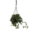 Wasbloem In Hangpot (Hoya Curtisii) D 10,5 H 15 Cm 1 Wasbloem In Hangpot (Hoya Curtisii) D 10,5 H 15 Cm -Groene Bloom Winkel 8720196788002