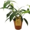 Philodendron (Philodendron 69686) D 15 H 50 Cm 1 Philodendron (Philodendron 69686) D 15 H 50 Cm -Groene Bloom Winkel 8720196788125